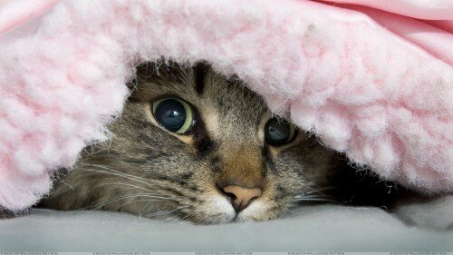 A Cat Under The Blanket Looking Cute 500x281 Our 5 Favourite Kickstarter Campaigns for Social Good